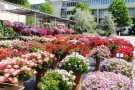 Prüffeld B&B Sortensichtung-Pelargonien