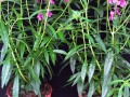 Angelonia 'Alonia Big Dark Pink': Echter Mehltau bei der Kontroll-Parzelle