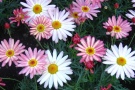 Argyranthemum frutescens 'La Rita Banana Split' (Selecta Klemm)