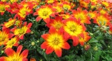 Bidens 'Beedance Painted Red' (1)