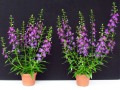 Angelonia 'Angelina Dark Violet': Links mit EM-Strategie, rechts ohne EM-Strategie