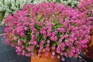 Lobularia 'Raspberry Stream'