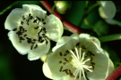 <i>Actinidia arguta</i> - Blüte