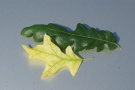 Zwei verschiedene Eiche-Blätter in verschiedenen Formen und Farben, einmal in gelber und grüner Farbe