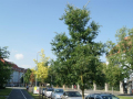Verschiedene Bäume am Straßenrand vor den parkenden Autos und Geh- bzw. Radweg