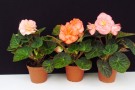 Begonia x tuberhybrida 'Fortune Salmon Bicolor' (1)