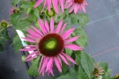 Echinacea 'Green Eye'