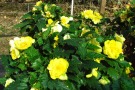 Begonia x tuberhybrida 'Nonstop Joy Yellow'