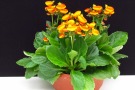 Calceolaria 'Calynopsis Yellow with Orange' (Selecta)