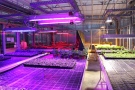 LED-Belichtungssysteme im Gewächshaus der Bayerischen Landesanstalt für Weinbau und Gartenbau