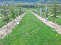 In vielen Reihen gepflanzter Kiwi, auf der linken Seite mit Frostkerzen, rechts ohne