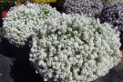 Lobularia 'Yolo White'