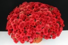 Chrysanthemen 'Five Alarm Red' (Cleangro)