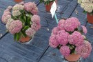 Sedum 'Birthday Party'