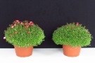 Saxifraga x arendsii 'Pixi Pan Red' (Florensis)