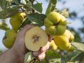 Eine aufgeschnittene reife Quitte wird neben eine reife Quitte am Baum gehalten