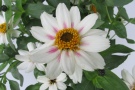 Zinnia 'Zahara Starlight Rose' (Florensis)