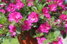 Calibrachoa 'MiniFamous Compact Double Rose'