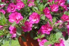 Calibrachoa 'MiniFamous Compact Double Rose'
