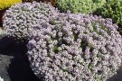 Lobularia 'Yolo Lavender'