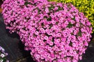 Calibrachoa 'Superbells Unique Hot Pink'