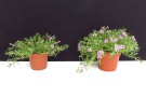 Phlox subulata 'Samson' (Florensis), Substrat: Primelerde von Patzer, links: 13cm Topf, rechts: 15cm Topf (Aufnahme: 01.04.2014)