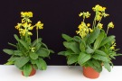 Primula veris 'Bright Deep Yellow' (Florensis), Substrat: Primelerde von Patzer, links: 13cm Topf, rechts: 15cm Topf (Aufnahme: 12.03.2014)