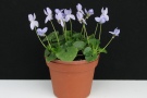 Viola odorata 'Albiflora'