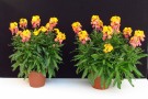 Erysimum 'POEM Mandarin' (Kientzler), Substrat: Primelerde von Patzer, links: 13cm Topf, rechts: 15cm Topf (Aufnahme: 12.03.2014)