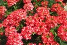 Verbena 'Estrella Voodoo Star' (Westhoff)