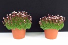 Saxifraga x arendsii 'Pixi Pan Appleblossum' (Florensis)