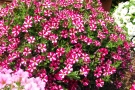 Petunia 'Littletunia Bicolor Illusion' (Danziger)