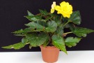 Begonia x tuberhybrida 'Nonstop Joy Yellow' (1)