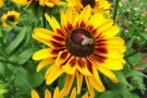 Rudbeckia 'Giggling Smiley': Können für Bienen attraktiv sein