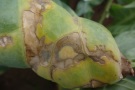 Xanthomonas campestris und Pseudomonas syringae bei Kohlrabi