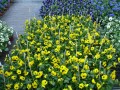 Die gelbe-färbenden Viola-Töpfe mit den befallenen Mehltau-Stäbchen stehen auf der Tischfläche umgeben mit anderen Farben der Viola-Töpfe