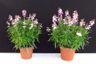 Erysimum 'POEM Lavender' (Kientzler), Substrat: Primelerde Patzer, links: 13cm Topf, rechts: 15cm Topf (Aufnahme: 12.03.2014)