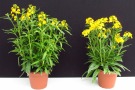 Erysimum 'RYSI Gold' (Kientzler), Topfgröße: 13cm, links: Primelerde von Patzer, rechts: Floradur Pot Bio von Floragard (Aufnahme: 25.03.2014)