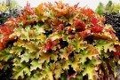 Ein rötlich-grüne Heuchera 'Marmelade'