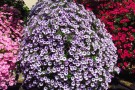 Petunia 'Violet Star'