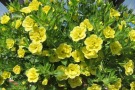 Calibrachoa 'MiniFamous Double Lemon 15'