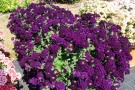 Verbena 'Lascar Black Velvet'