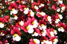 Nemesia 'Sunsatia Plus Cherry on Ice' (Kientzler)