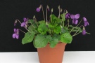 Viola odorata '6 EL'