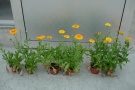 Calendula officinalis 'Greenheart orange' in KW 35, von links: 3 g/l, 6 g/l, 9 g/l Osmocote Bloom im Substrat