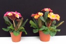 Primula elatior 'Sylvita F1 Peach Melba' (Volmary)