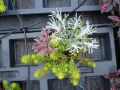 TriVerde Hebe pink Laub