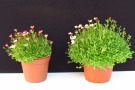 Saxifraga x arendsii 'Highlander Red Shades' (Volmary)