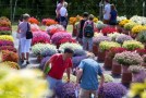 Beet-und Balkonpflanzen-Prüffläche