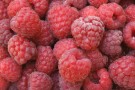 Himbeere 'Glen Ample'